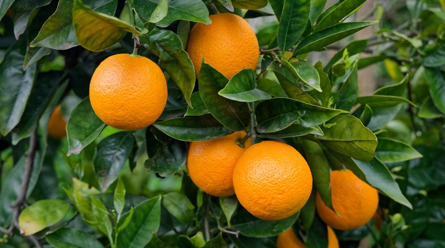 Egyptian Oranges: Growth Amid EU Scrutiny